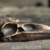 pentagram skull 17 (uitverkocht) - Afbeelding 2